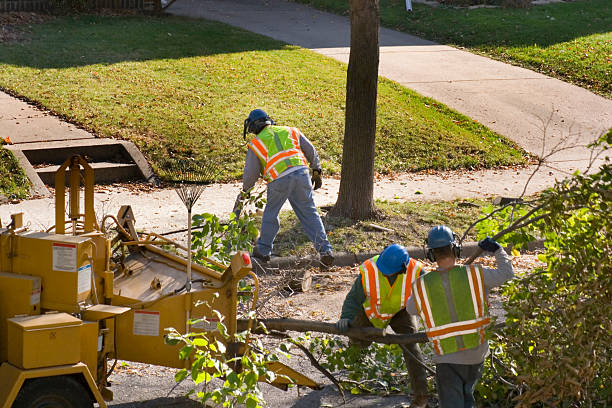 Best Palm Tree Trimming  in Lexington, WA